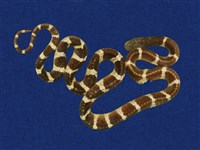 藏品(雨傘節)的圖片